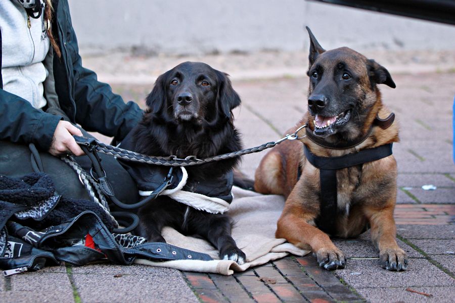 Wir gehen auf die Straße – tierärztliche Unterstützung für die Straßenhunde in Oldenburg