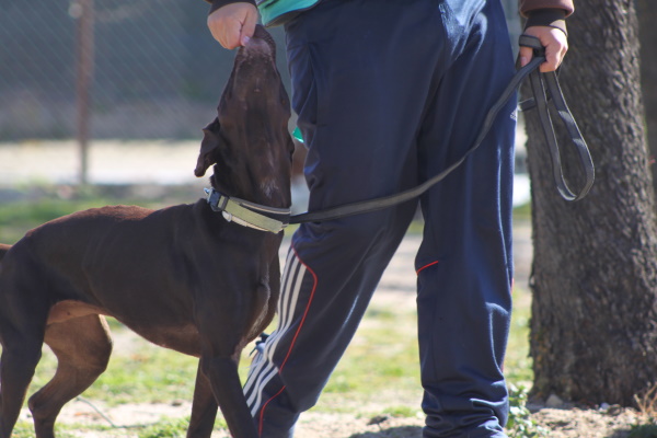 Finanzielle Unterstützung für Training und Auslastung der Tierheimhunde