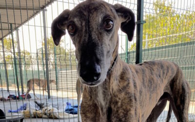 Tigretón, Galgo,  geboren 2017: Patenhund in Spanien