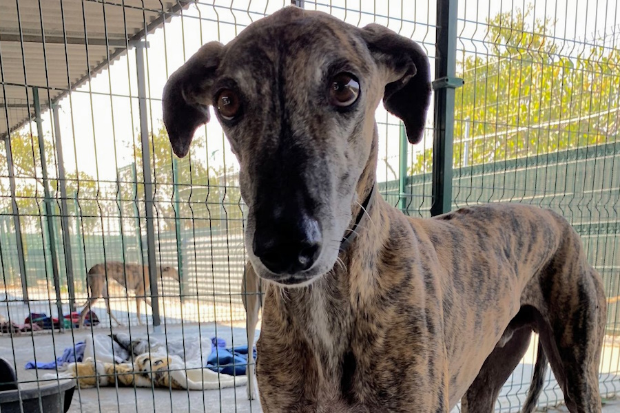 Tigretón, Galgo,  geboren 2017: Patenhund in Spanien