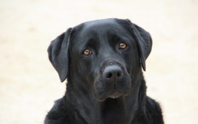 (NZ)Chanel  Labrador Retriever, Tierheim PROA Madrid, geboren: 2016, ca. 53 cm, 48,2 kg