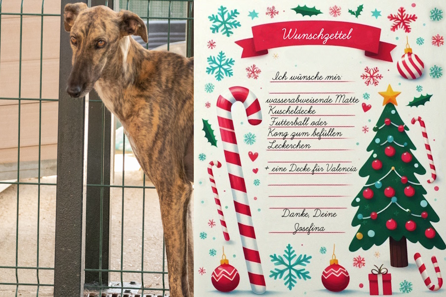 Josefina, Galga  Tierheim PROA Madrid, geboren 21.12.2019, ca. 66 cm, 23 kg