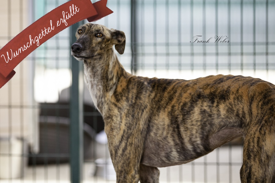 Josefina, Galga  Tierheim PROA Madrid, geboren 21.12.2019, ca. 66 cm, 23 kg