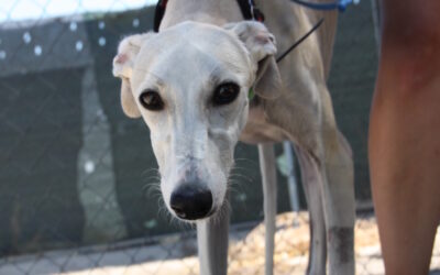 Rosa  Galga,  Tierheim PROA Madrid, geboren Juli 2023, ca. 61 cm, 18,6 kg