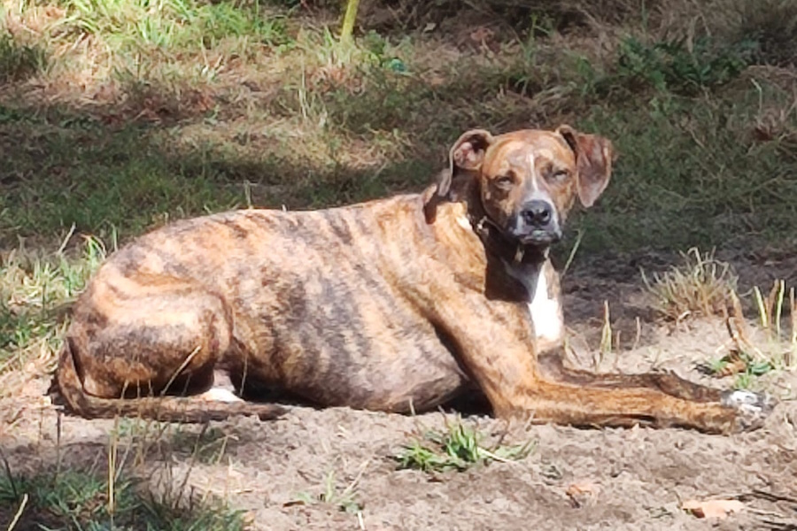 VERMITTLUNGSHILFE – Bebo Boxer-Galgo Mix  Pflegestelle in 15345 Altlandsberg, geb. 03.2020