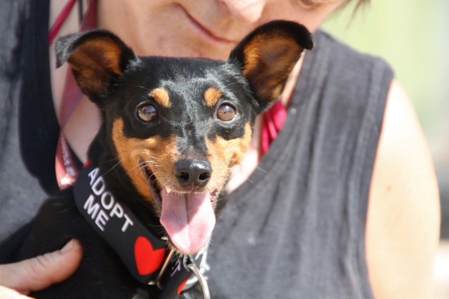 Berni  Pinscher – Terrier Mix (?) Tierheim PROA Madrid, geboren 12.06.2021, ca. 32 cm, 5,2 kg