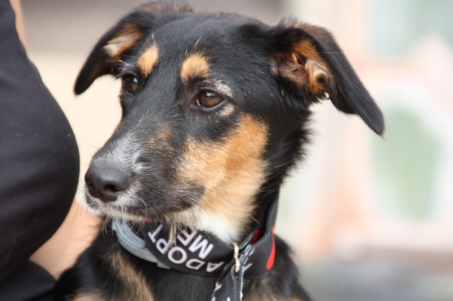 Cloe  Schäferhund-Mix, Tierheim PROA Madrid, geboren 04/05.2024, z.Zt. ca. 40 cm, 7,8 kg