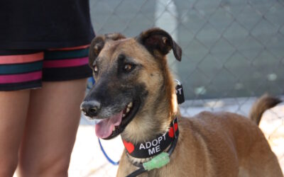 Cora  Galgo-Malinois-Mix, Tierheim Proa Madrid, geboren 11.07.2022, ca. 56 cm, 17 kg