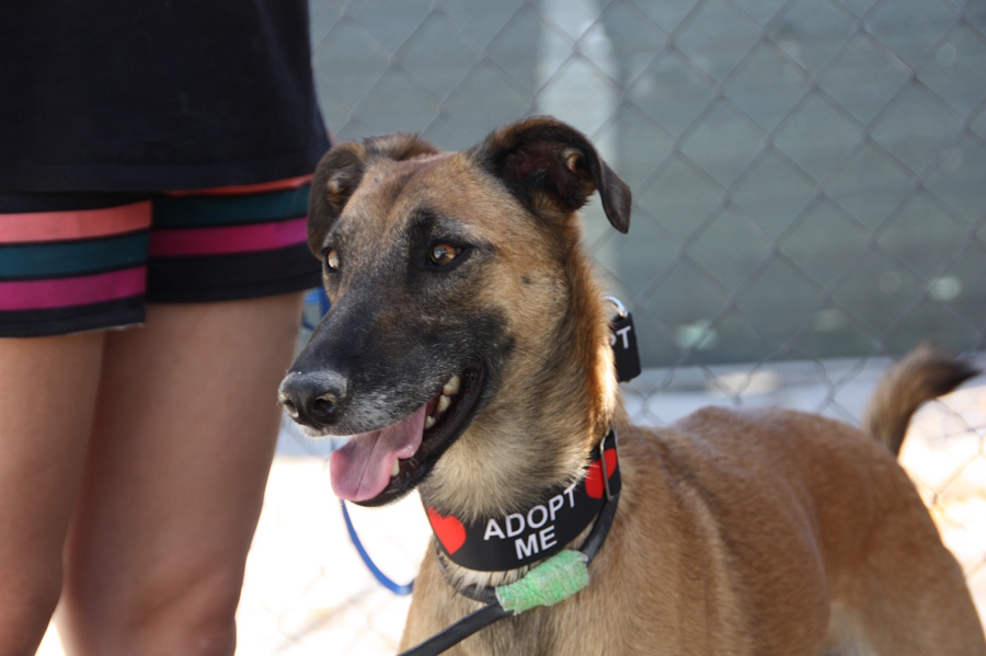 Cora  Galgo-Malinois-Mix, Tierheim Proa Madrid, geboren 11.07.2022, ca. 56 cm, 17 kg