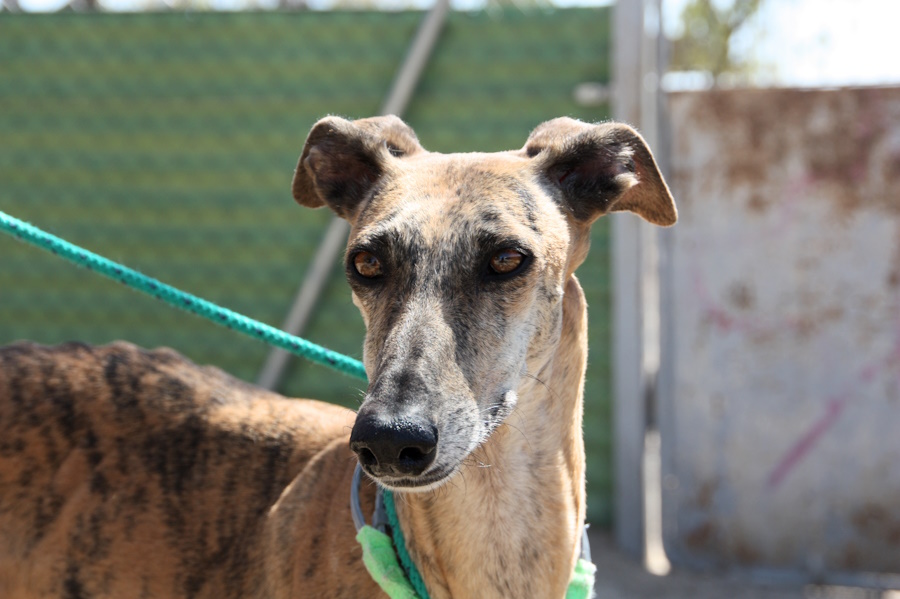 Lina  Galga, Tierheim PROA Madrid, geboren 20.08.2022, ca. 60 cm, 18,1 kg