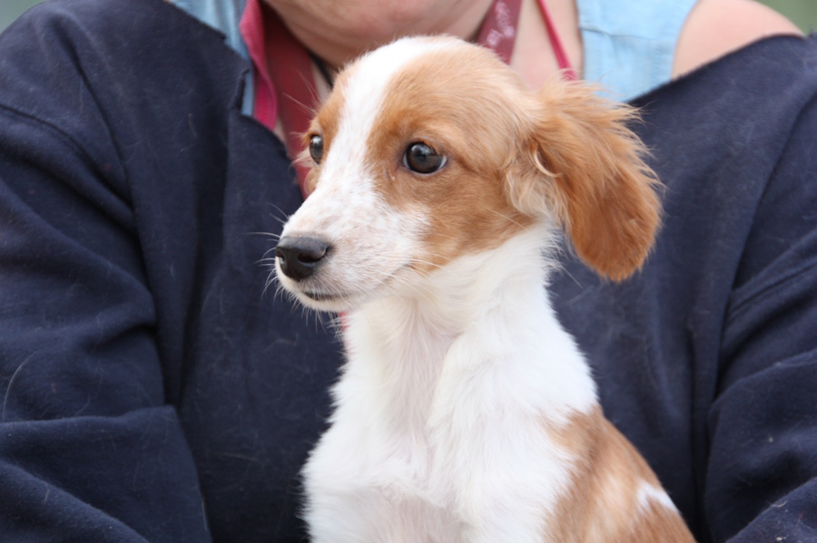 Flor  Kooikerhondje Mix, Pflegestelle in 52146 Würselen, geboren 01.05.2024, z.zt ca. 30 cm, 3,5 kg