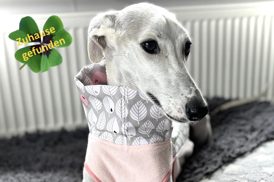 ZUHAUSE GEFUNDEN – Rosa  Galga, Pflegestelle in 37284 Waldkappel