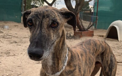 Tigretón  Galgo, Tierheim PROA Madrid, geboren 06.10.2017, ca. 65 cm