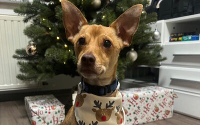 Marshall  Pinscher-Mix, Pflegestelle in 52146 Würselen, geboren 24.07.2022, ca. 36 cm, 6 kg