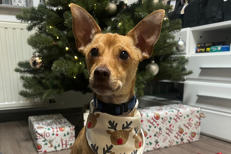 Marshall  Pinscher-Mix, Pflegestelle in 52146 Würselen, geboren 24.07.2022, ca. 36 cm, 6 kg