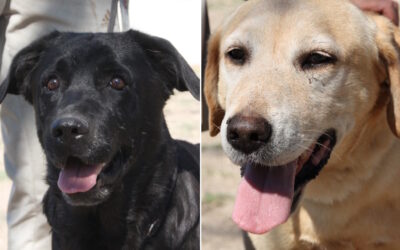 Meg & King, Labradormixe, geboren 2016 & 2017, Patenhunde in Spanien