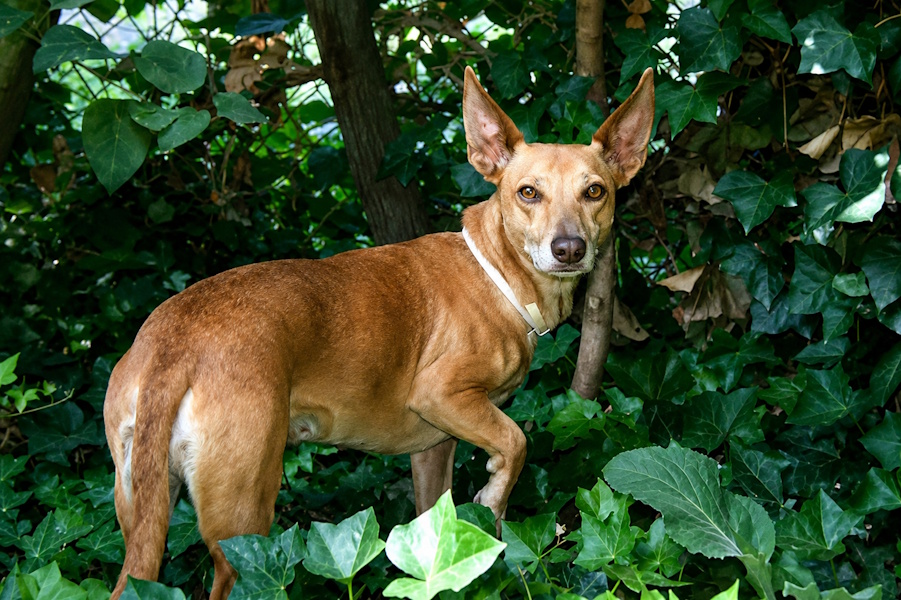 canela35