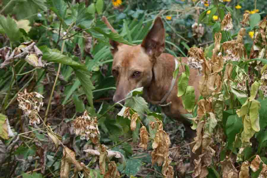 canela36