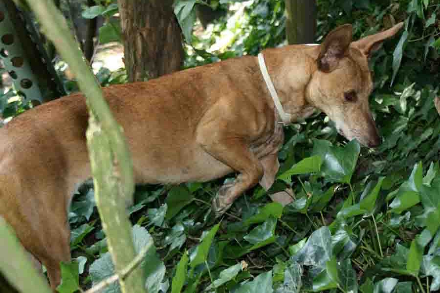 canela37