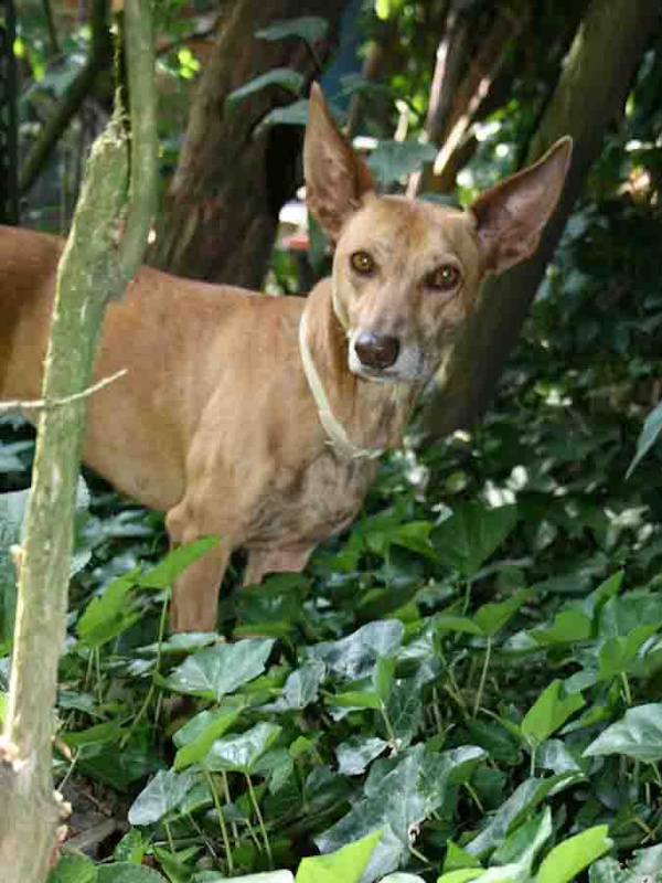 canela39