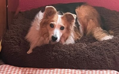 Salva, Mischling, geboren ~ 2019/2020, Patenhund in Spanien