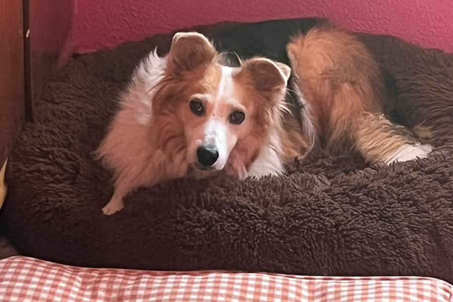 salvadauerpflegehund