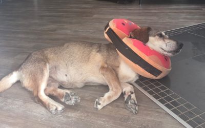 Shally * 01.01.2019 – † 14.09.2026