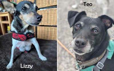 Notfälle Lizzy und Teo