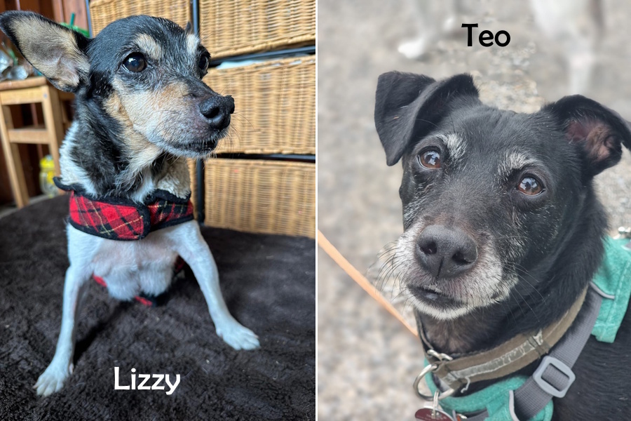 Lizzy & Teo02