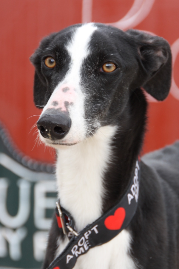 Naruz, Galgo Oktober 2026
