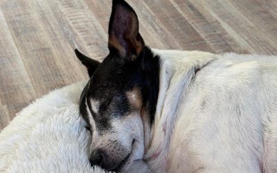 Abschied von Bruno…