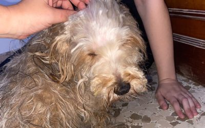 Neues Notfellchen Budy