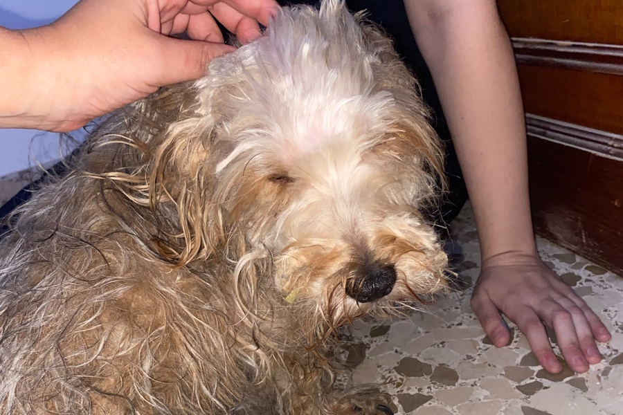 budy01